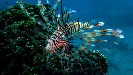 The world of Red Sea reefsの写真素材