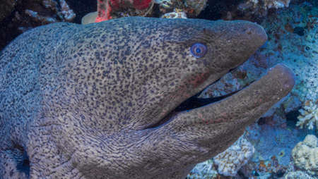 The world of Red Sea reefsの写真素材