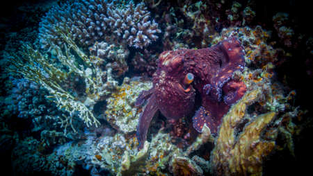 The world of Red Sea reefsの写真素材