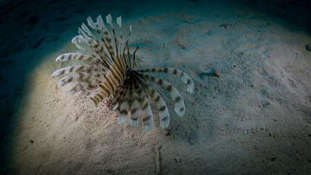 The world of Red Sea reefsの写真素材