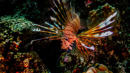 The world of Red Sea reefsの写真素材