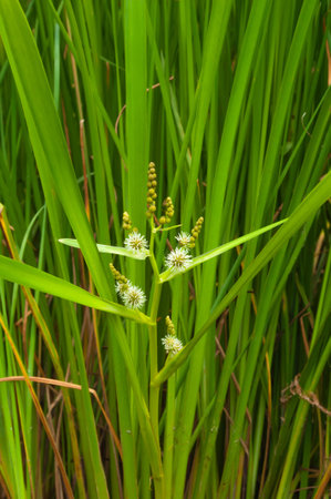 Green blossoming river reeds close-up placed in the background in the same reedsの写真素材