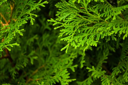 arborvitae branches close-upの写真素材