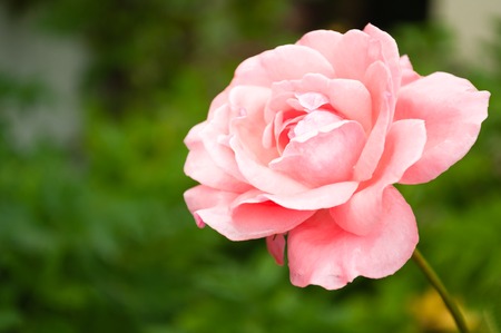 pink rose on white backgroundの写真素材