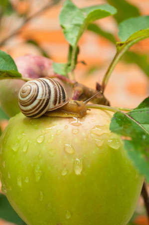 snail on a green appleの写真素材