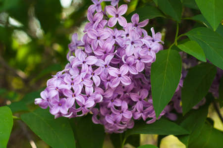 Bunch of lilac close-up on a background of green leavesの写真素材