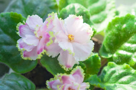 Delicate pink violet flower with yellow border on the petals closeupの写真素材