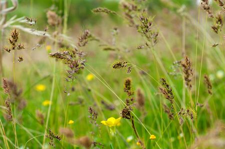 Yellow meadow flowers and ears on the blurred background of green grassの写真素材