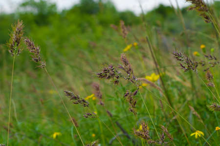 Yellow meadow flowers and ears on the blurred background of green grassの写真素材