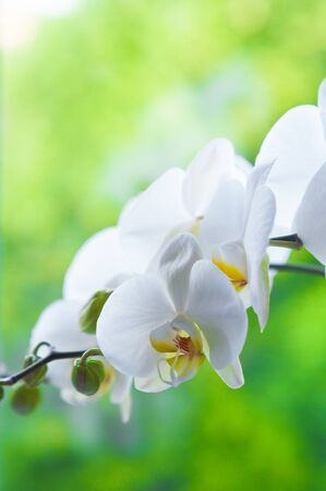 Delicate white flowers of orchid on blurred green backgroundの写真素材