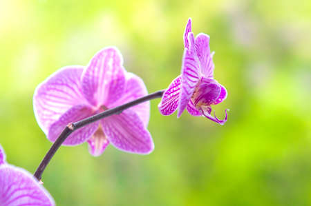 Delicate purple flowers of orchid on blurred green backgroundの写真素材