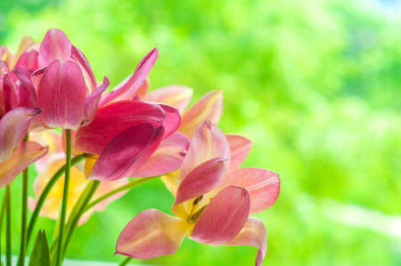 gentle blown bright yellow and pink tulips on blurred green backgroundの写真素材