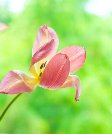 One delicate blown bright yellow and pink tulip on blurred green tree backgroundの写真素材
