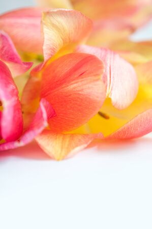 gentle blown bright yellow and pink tulips closeup on a white backgroundの写真素材