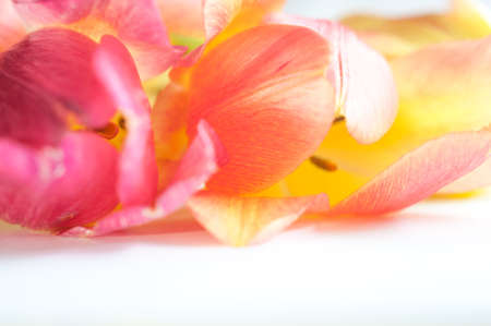 gentle blown bright yellow and pink tulips closeup on a white backgroundの写真素材