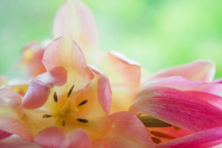 gentle blown bright yellow and pink tulips on blurred green backgroundの写真素材