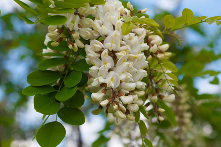 clusters of fragrant white acacia flowers with green leaves and soft background of trees in the background and blue cloudy skyの写真素材