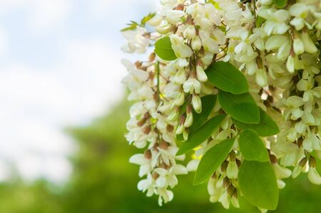 clusters of fragrant white acacia flowers with green leaves and soft background of trees in the background and blue cloudy skyの写真素材