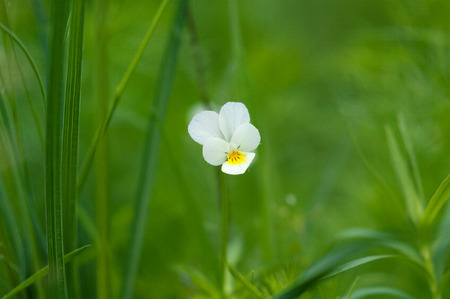 A delicate white and yellow petal flower Field violet Pansies on a blurred background of green grassの写真素材