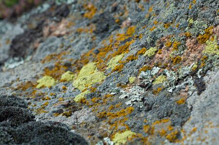 granite stones with different types of lichen and moss close upの写真素材