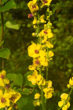 Mullein skipetrovidnogo ordinaryの写真素材