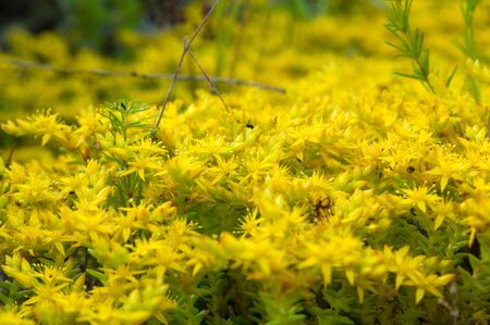 Yellow flowering moss Sedum Sexangulare Plants mats ornamental flowering moss ground cover plantsの写真素材