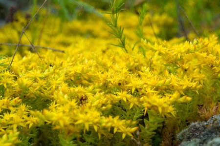 Yellow flowering moss Sedum Sexangulare Plants mats ornamental flowering moss ground cover plantsの写真素材