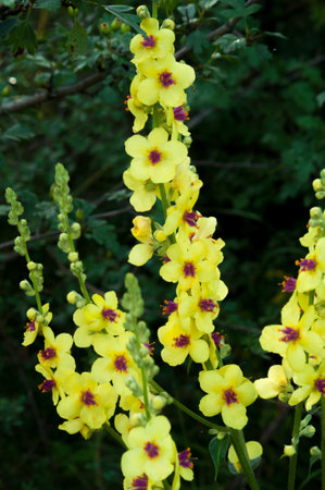 mullein drug bunch of yellow flowers