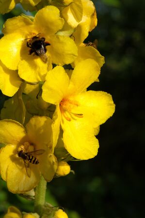 medicinal flowers of yellow color close-up of insect collecting pollen. Mullein ordinary family figwortの写真素材