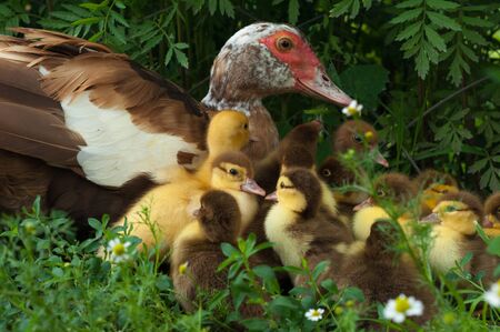 Brown Muscovy duck with little fluffy ducklings on green grass with daisy flowersの写真素材