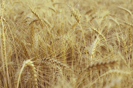 Background of golden ears of wheatの写真素材