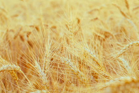 Background of golden ears of wheatの写真素材