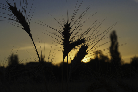 gold ears of wheat close up on a background of sunset and turquoの写真素材
