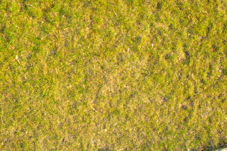 Background of the young green grassの写真素材