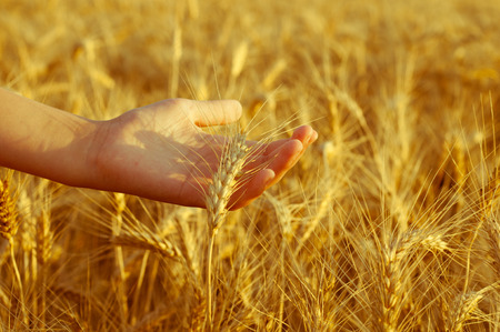 Golden wheat field and holding a girl's hand ear of wheatの写真素材