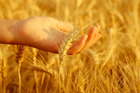 Golden wheat field and holding a girl's hand ear of wheatの写真素材