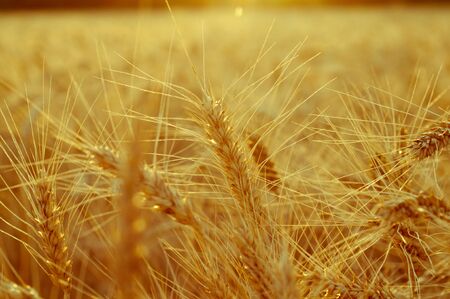 Golden ears of wheat close up on a background of the blurredの写真素材