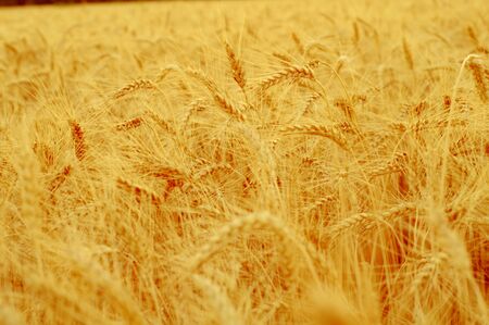 Golden ears of wheat close up on a background of the blurredの写真素材