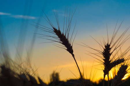Gold ears of wheat close up on a background sunsetの写真素材