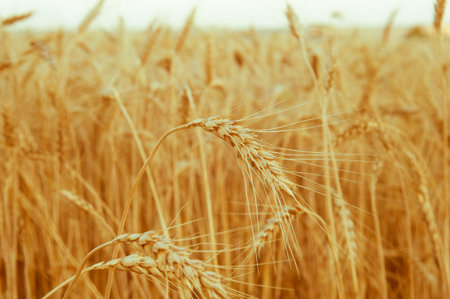 Golden ears of wheat close up on a background of the blurred