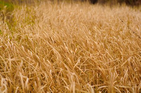 Background of high dry grassの写真素材