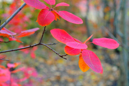 Branch of a tree with red leaves against a forest backgroundの写真素材