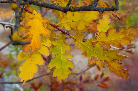 Yellowed oak leaves on a tree branchの写真素材