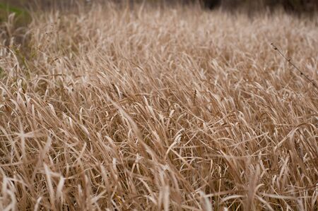 Background of high dry grassの写真素材