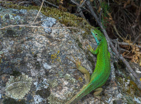 green lizard close-up on granite stoneの写真素材