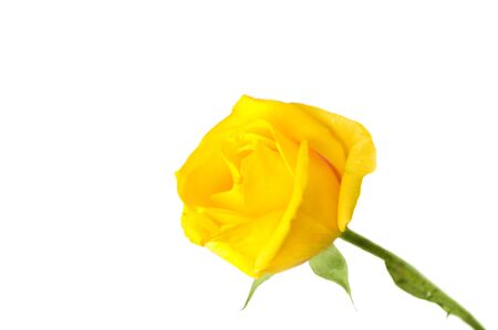 yellow rose on white backgroundの写真素材