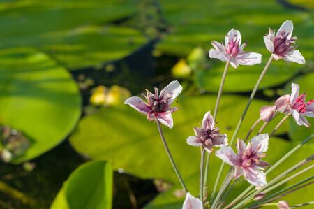 flowers of the flowering rush, white with a pink tinge on the Water-lily background の写真素材