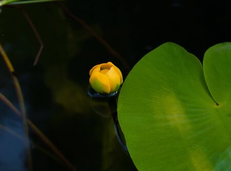 Flower bud of Yellow Water-lily. Least Water-lily grows naturally.の写真素材