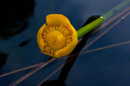 Flower bud of Yellow Water-lily. Least Water-lily grows naturally.の写真素材
