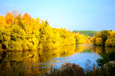 Autumn landscape. Golden yellow leaves on trees, near small river and clear blue skyの写真素材